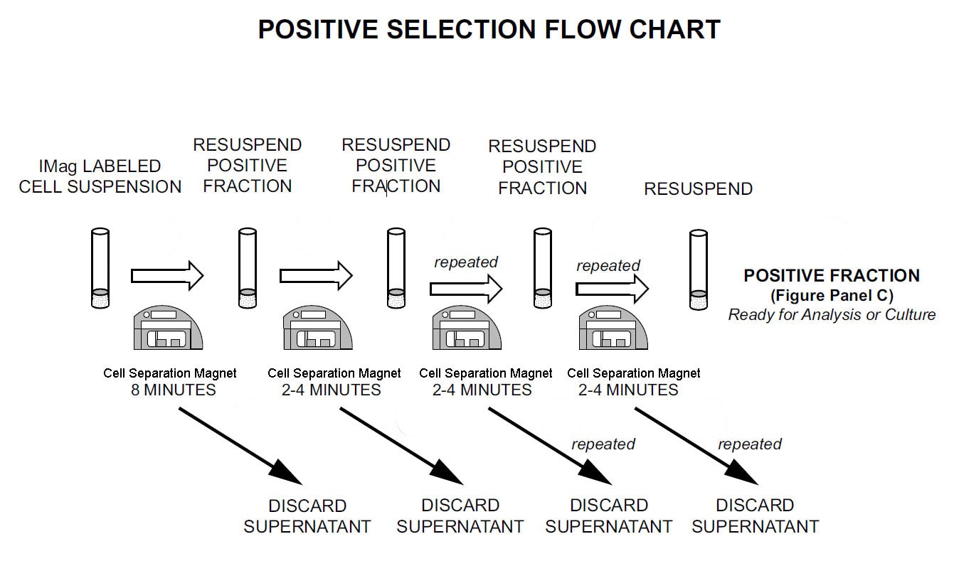 positiveselectionchartblank.png
